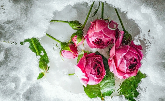 Не резать и не удобрять: как спасти розы при плюсовой температуре зимой Не резать и не удобрять: как спасти розы при плюсовой температуре зимой