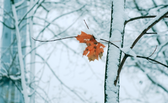 11 декабря 2025 чествуем память русских солдат, погибших в Чечне, именинников дня, другие праздники 11 декабря 2025 чествуем память русских солдат, погибших в Чечне, именинников дня, другие праздники