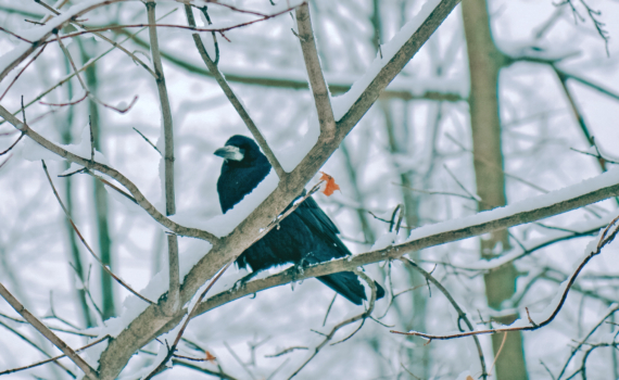 Сойкин день — 11 декабря: прислушайтесь к знакам - что можно и нельзя, молитва о защите дома Сойкин день — 11 декабря: прислушайтесь к знакам - что можно и нельзя, молитва о защите дома