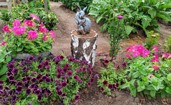 Январский посев: какие цветы сеять сейчас, чтобы цвели первыми летом Январский посев: какие цветы сеять сейчас, чтобы цвели первыми летом