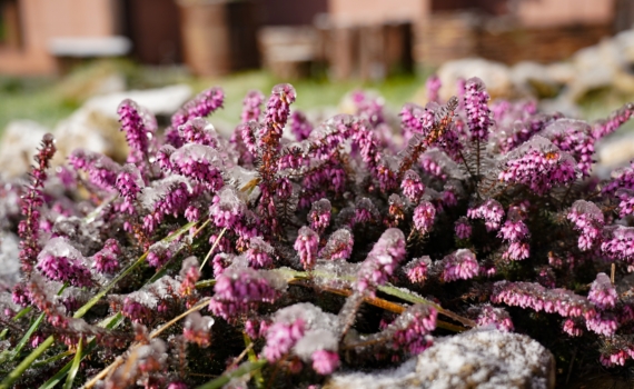 Две волны похолодания весной: когда ждать земляничную зиму и как подготовиться дачникам Две волны похолодания весной: когда ждать земляничную зиму и как подготовиться дачникам