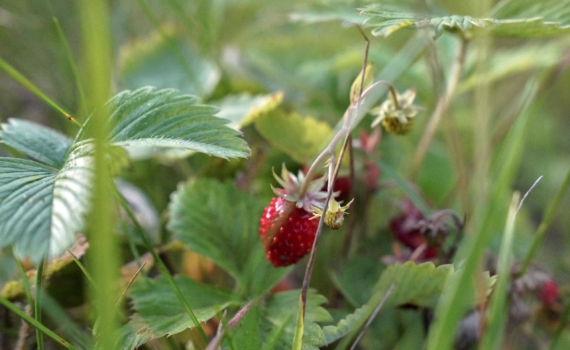 Апрель формирует вкус вашего лета: 3 пункта по уходу за клубникой — не упустите момент Апрель формирует вкус вашего лета: 3 пункта по уходу за клубникой — не упустите момент